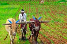शेतकऱ्यांनो सावधान! पुन्हा पावसाची शक्यता, 'या' पद्धतीनं घ्या पिकांची काळजी शेतकऱ्यांनो सावधान! पुन्हा पावसाची शक्यता, 'या' पद्धतीनं घ्या पिकांची काळजी