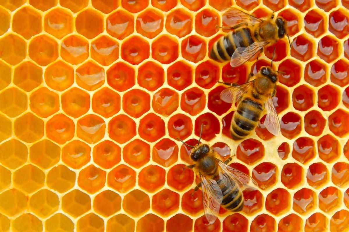 मधमाशांचं पोळं हटवण्यासाठी करा फक्त 1 फोन! पाहा काय आहे पद्धत