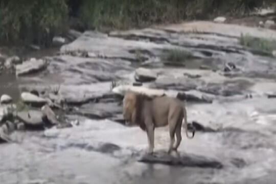 पाण्याला घाबरणारा सिंह