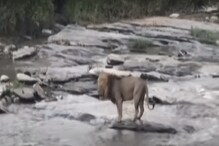 पाणी पाहताच थरथर कापू लागला जंगलाचा राजा; सिंहाची का झाली अशी अवस्था Watch Video