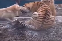 वाघ-सिंहाचं भांडण सोडवायला गेला श्वान; फायटिंगचा शेवट VIDEO मध्येच पाहा
