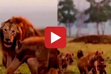 जंगलाच्या राजावर हायनाचा हल्ला, क्षणात खेळ संपणार इतक्यात.... पाहा Video जंगलाच्या राजावर हायनाचा हल्ला, क्षणात खेळ संपणार इतक्यात.... पाहा Video