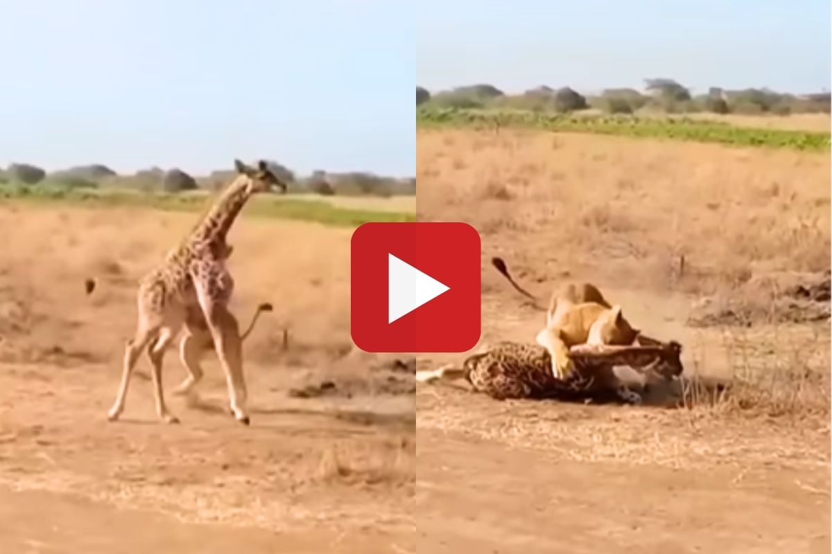 जंगलातील थरारक व्हिडीओ