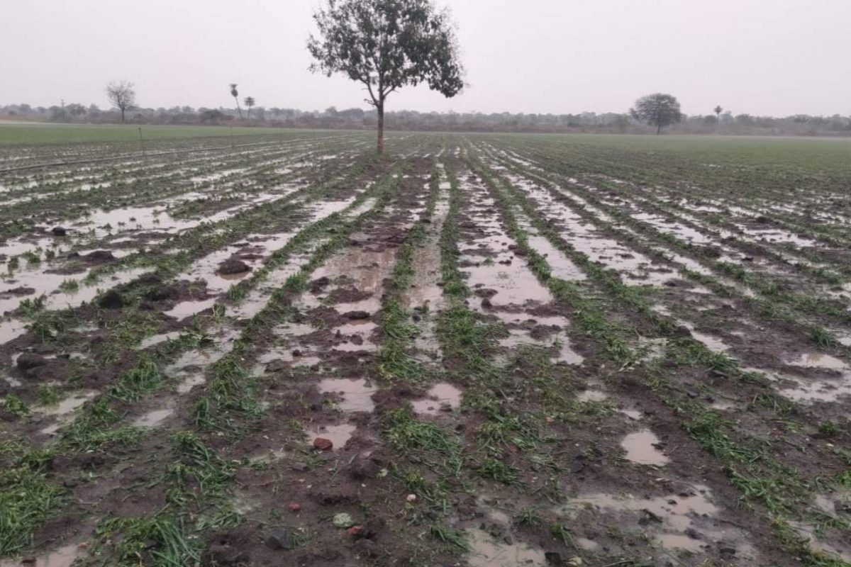 राज्यात पुन्हा पाऊस थैमान घालणार, हवामान खात्याकडून हाय अलर्ट