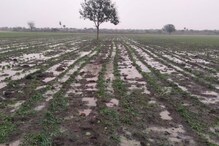 राज्यात पुन्हा पाऊस थैमान घालणार, हवामान खात्याकडून हाय अलर्ट