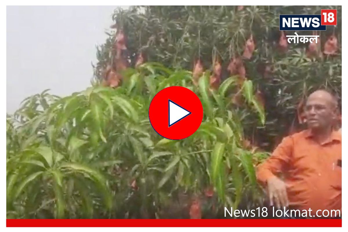 आंब्यावरील रोगाची वेळीच घ्या काळजी! 'या' पद्धतीनं करा तातडीनं उपाय, Video