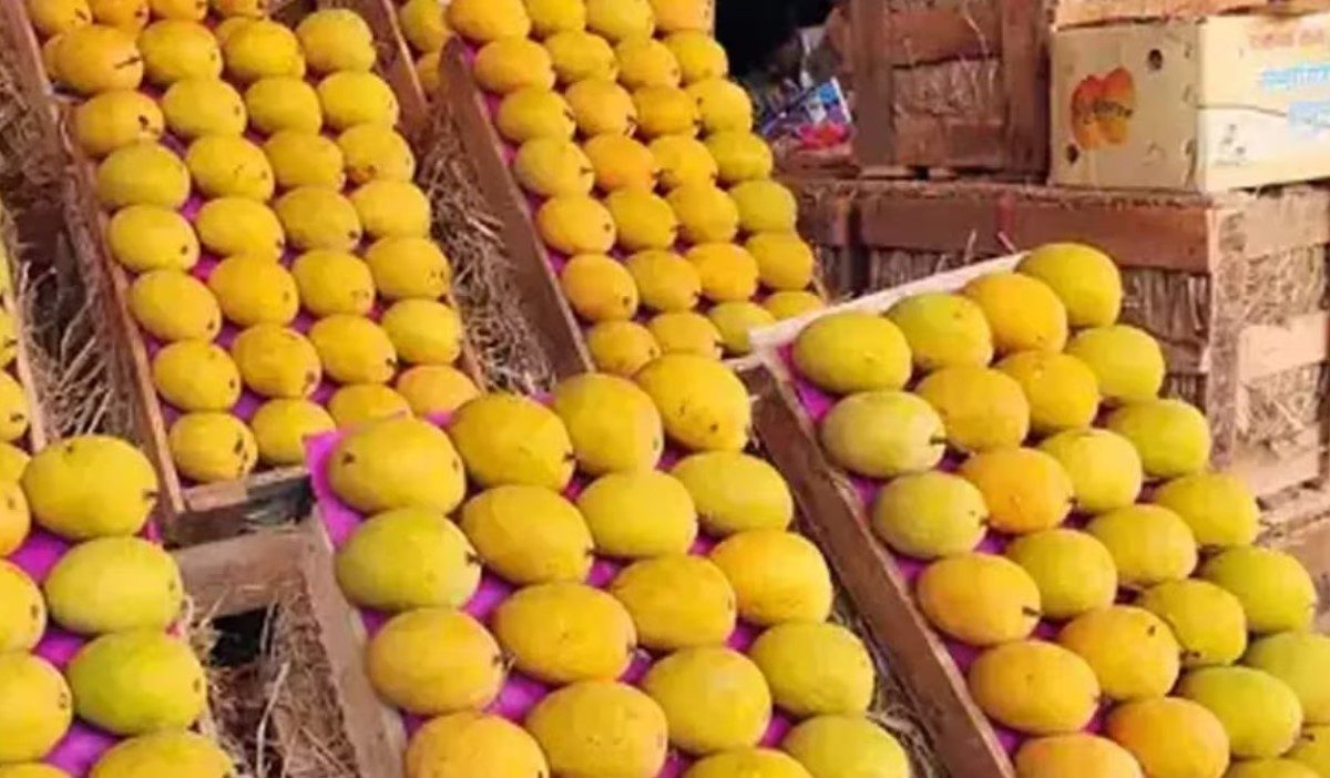 यंदाचा गुढी पाडवा होणार गोड, राज्यात आंबा दरात मोठी घसरण, असा आहे पेटीला दर