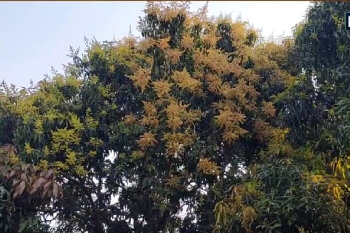 या झाडावर अभ्यास होणं गरजेचं आहे. रिसर्च केल्यास एड्स, कॅन्सरसारख्या आजारावरील उपचारही या झाडावरील आंब्यातून मिळेल, असाही दावा त्यांनी केला आहे.