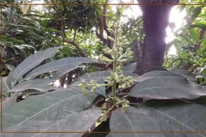 आंब्याच्या या एका झाडावर 300 पेक्षा जास्त प्रकारचे आंबे येतात. सर्व आंबे रंग, रूप, आकार, चवीने एकमेकांपेक्षा वेगळे असतात.