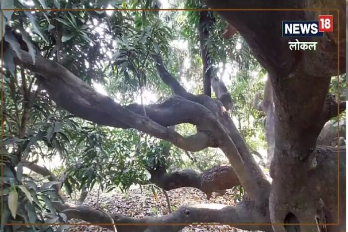 वाचूनच आश्चर्य वाटेल, किंबहुना यावर विश्वास बसणार नाही, हे शक्यच नाही असं तुम्ही म्हणाल. पण जगात असं आंब्याचं अनोखं झाड आहे. हे एकमेव असं झाड भारतातच आहे.