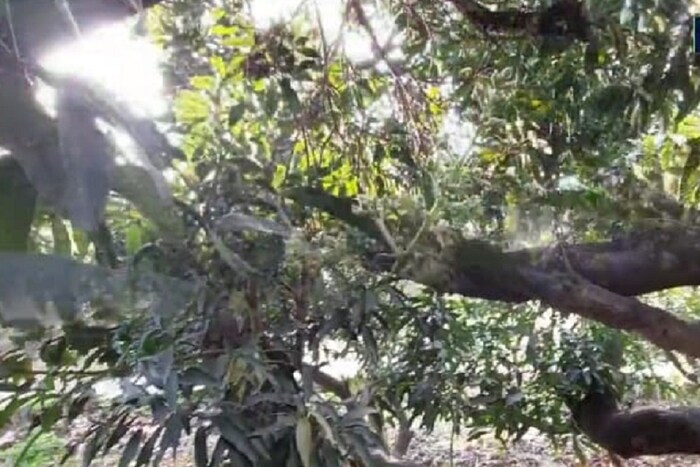 या झाडांवरील आंब्याची विक्री होत नाही. हे आंबे लोकांना वाटले जातात, एकही आंबा विकला जात नाही, असं हाजी यांनी सांगितलं.