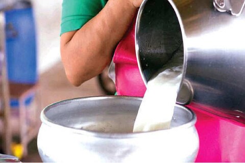 असं ओळखा भेसळयुक्त दूध 