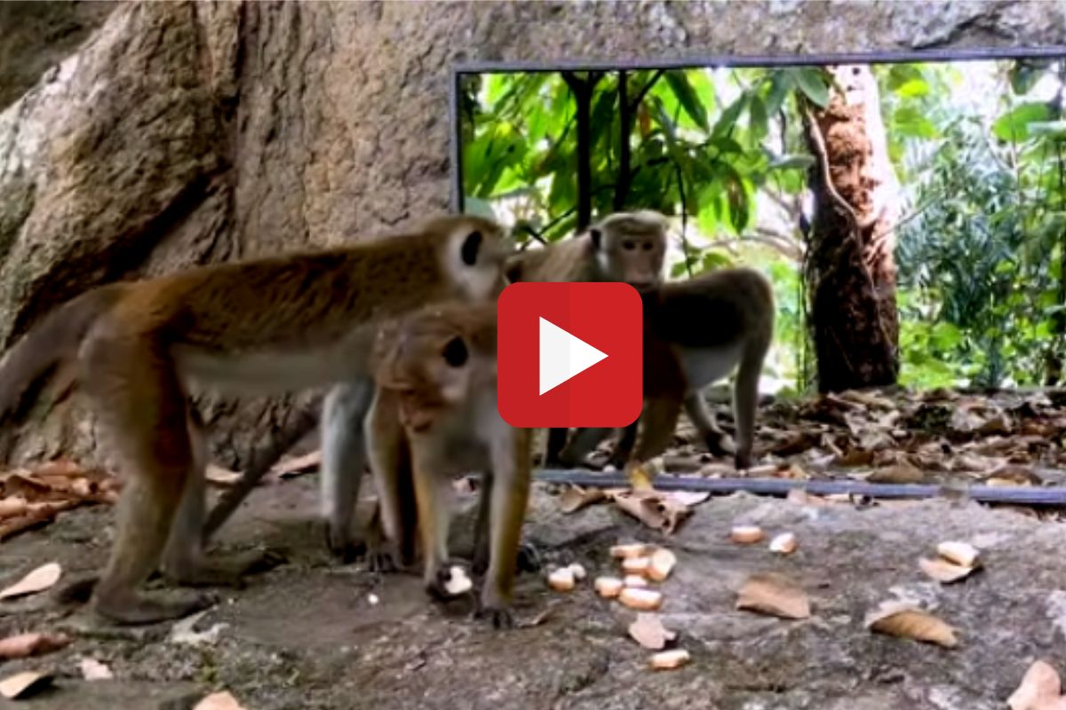 व्हायरल व्हिडीओ