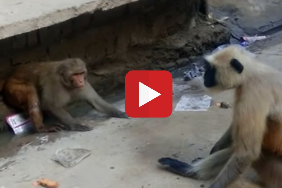 माकडांचं भांडण