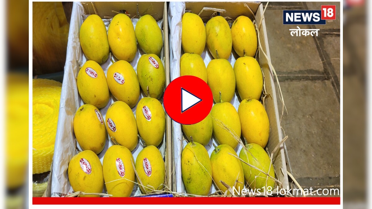 Hapus Mango Rate दरवर्षी भाव खाणाऱ्या हापूस आंब्याचे दर यंदा कमी का