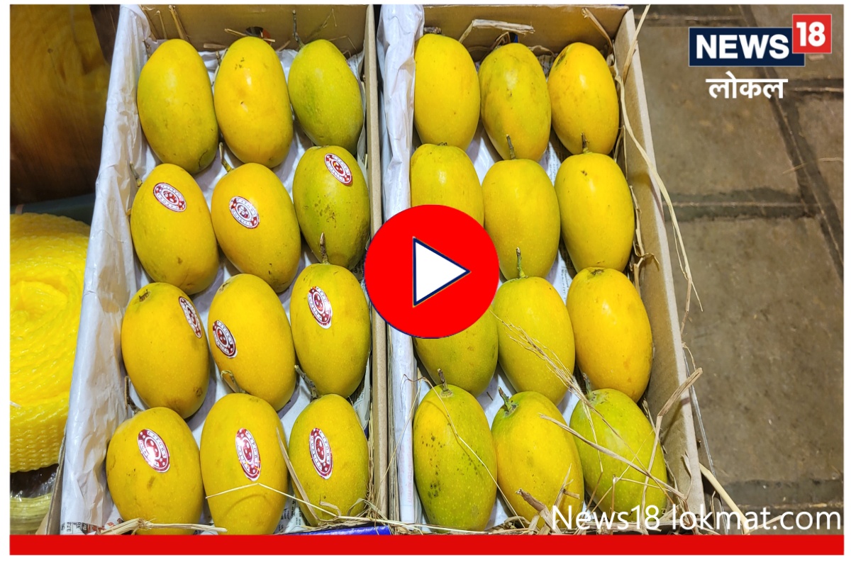 Hapus Mango Rate : दरवर्षी भाव खाणाऱ्या हापूस आंब्याचे दर यंदा कमी का आहेत? पाहा Video