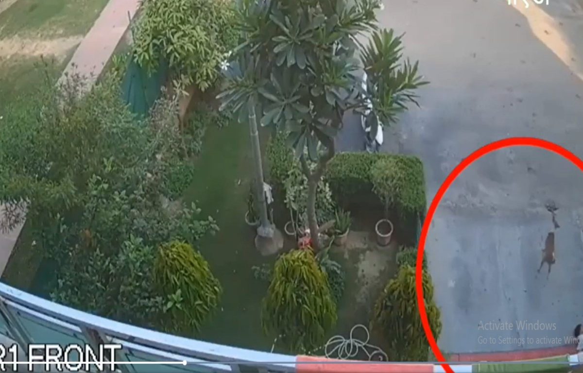 मुलगा दारात खेळताना अचानक पिसाळलेला कुत्रा आला अन्… घडलं भयानक