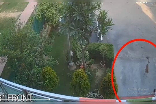 मुलगा दारात खेळताना अचानक पिसाळलेला कुत्रा आला अन्… घडलं भयानक