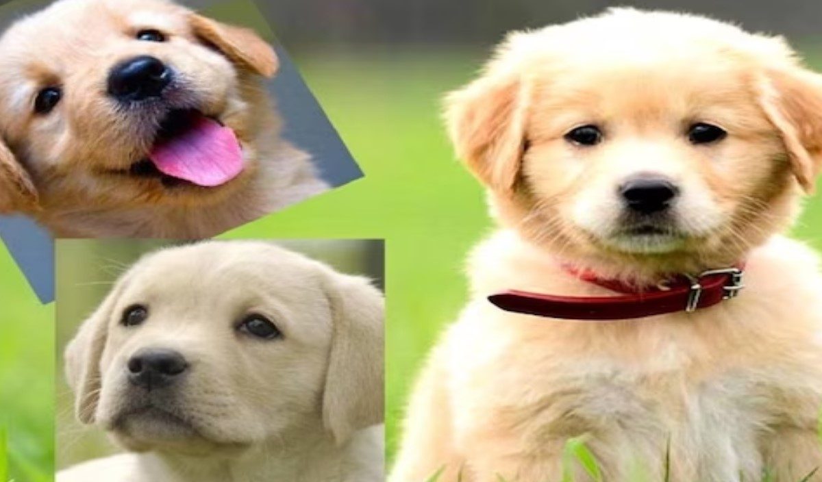 बायको सोडून गेली म्हणून कुत्र्याच्या पिलांना 10 व्या मजल्यावर नेत केल भयानक कृत्य…