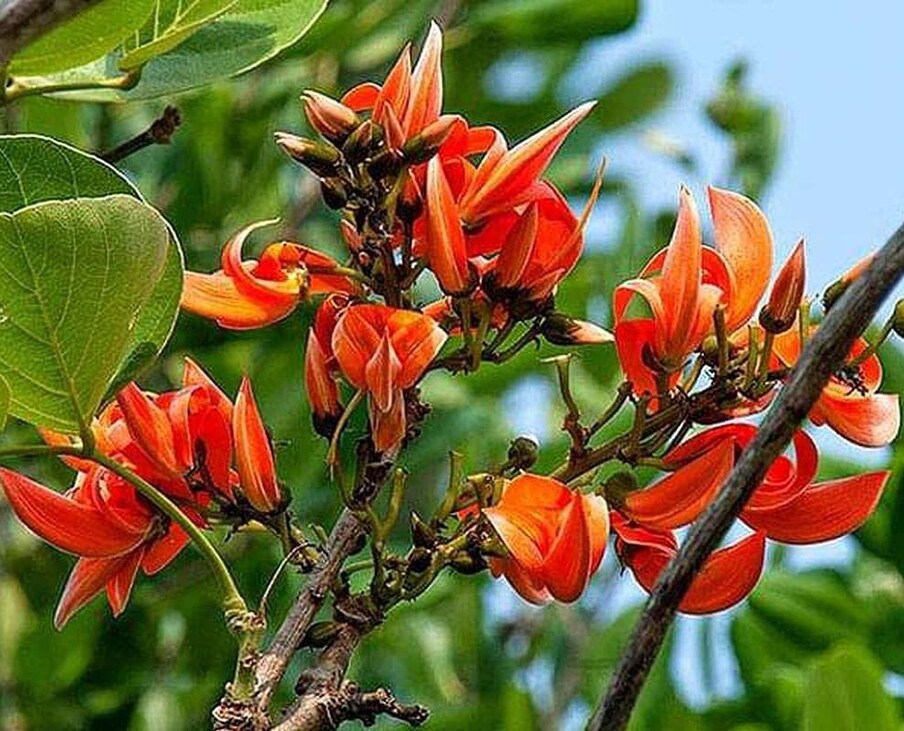 एकदा झाड लावा, आयुष्यभर कमवा : देशातील अनेक शेतकरी पळसाच्या फुलांची लागवड करून भरघोस कमाई करत आहेत. मात्र, गेल्या काही वर्षांत या फुलाच्या लागवडीत घट झाली आहे. अशा परिस्थितीत तुम्हाला शेती करण्याची ही चांगली संधी आहे. पळसाचं रोप लावल्यानंतर 3-4 वर्षांनी फुले येण्यास सुरुवात होते. जर तुम्हाला हवे असेल तर तुम्ही 1 एकर शेतात 50 हजार रुपये खर्चून पळस बागकाम करू शकता. एकदा लागवड केली की पुढील 30 वर्षांसाठी उत्पन्न निघेल.