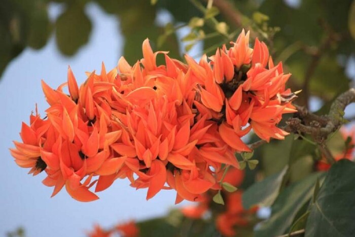  आजकाल लोक पुन्हा शेतीकडे वळत आहेत. अशा परिस्थितीत, जर तुम्हीही शेतीसाठी जास्त कमाईचे पीक शोधत असाल तर आज आम्ही तुम्हाला एक खास आयडिया देतोय. पळसाच्या फुलांची लागवड करून तुम्ही बंपर कमवू शकता. हे फूल विविध नावांनी ओळखले जाते. या फुलाला इतर फुलांसारखा सुगंध नसला तरी अनेक गुण या फुलांमध्ये आढळतात. तुम्ही या फुलांची शेती करुन यशस्वी बनू शकता.