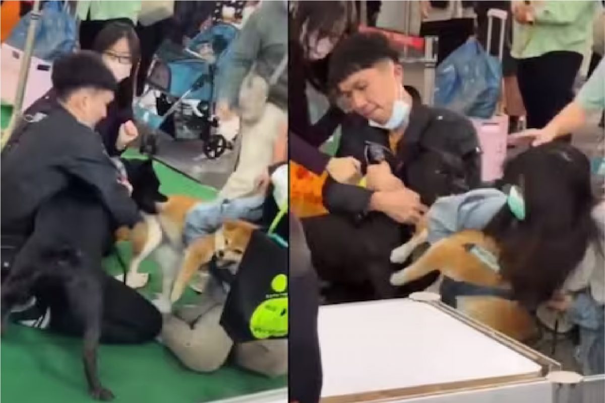 डॉग शोमध्ये पिटबुल आला आणि...