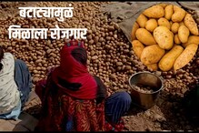 Potato Farming :  बटाट्यानं दिला 'पोटाला आधार', हजारो शेतकऱ्यांना बदललं आयुष्य