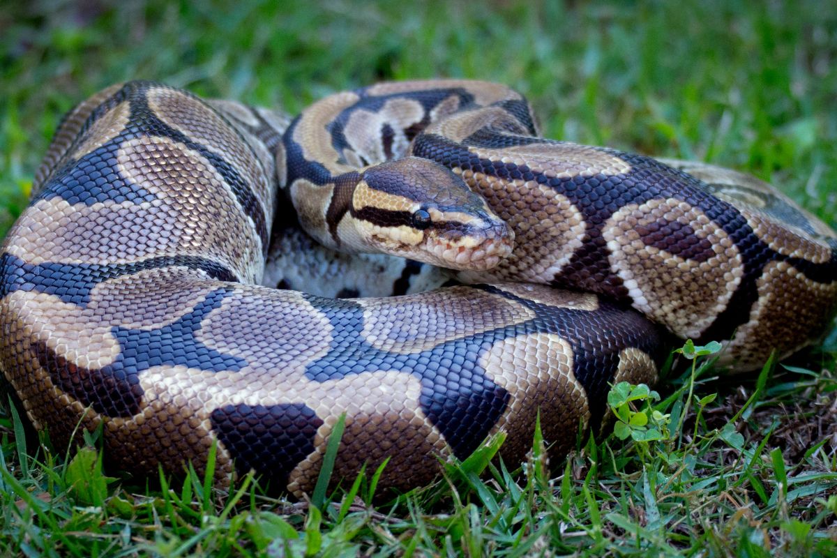 प्रतिकात्मक फोटो