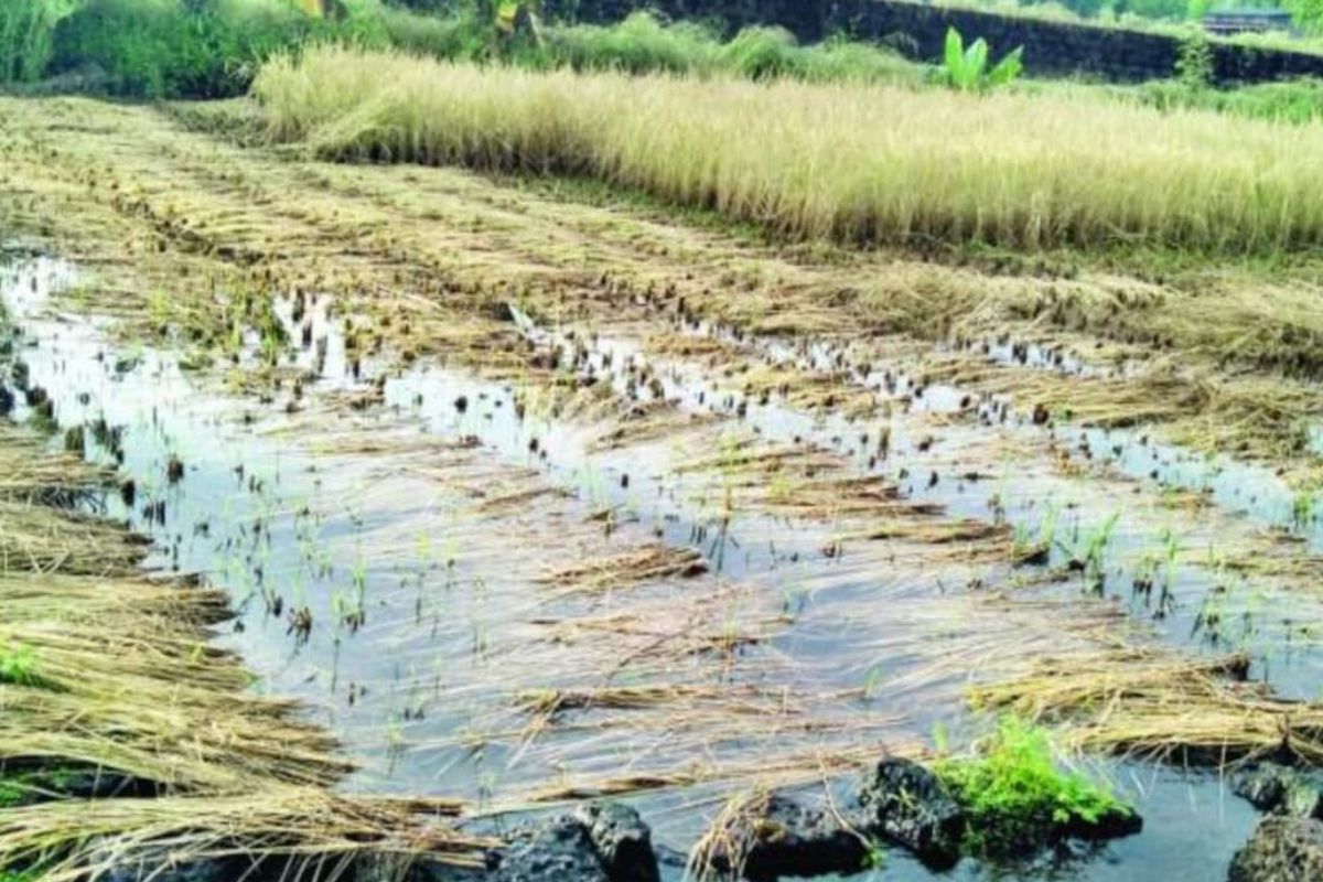 राज्यात पुन्हा एकदा अवकाळी पावसाचा अलर्ट