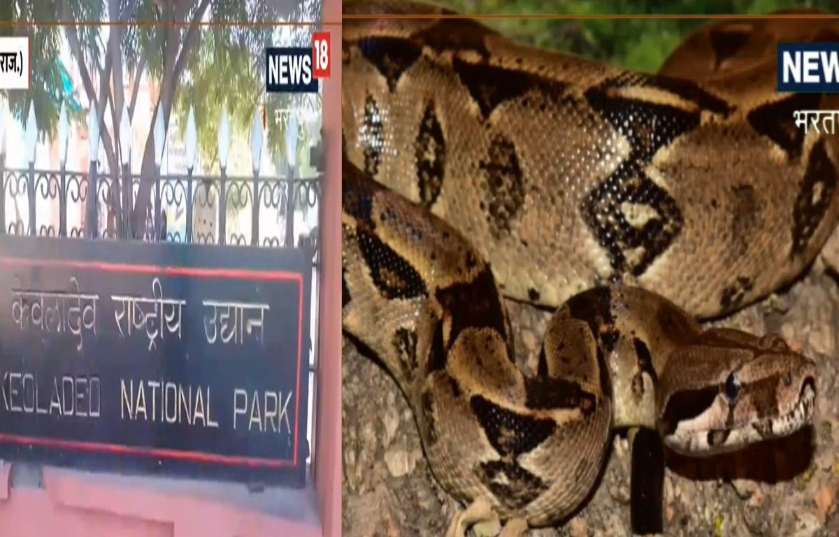 एक दोन नाही तब्बल 150 अजगर, या अभयारण्यात आहे सापांचे साम्राज्य!