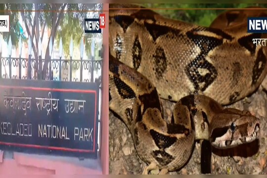 एक दोन नाही तब्बल 150 अजगर, या अभयारण्यात आहे सापांचे साम्राज्य!