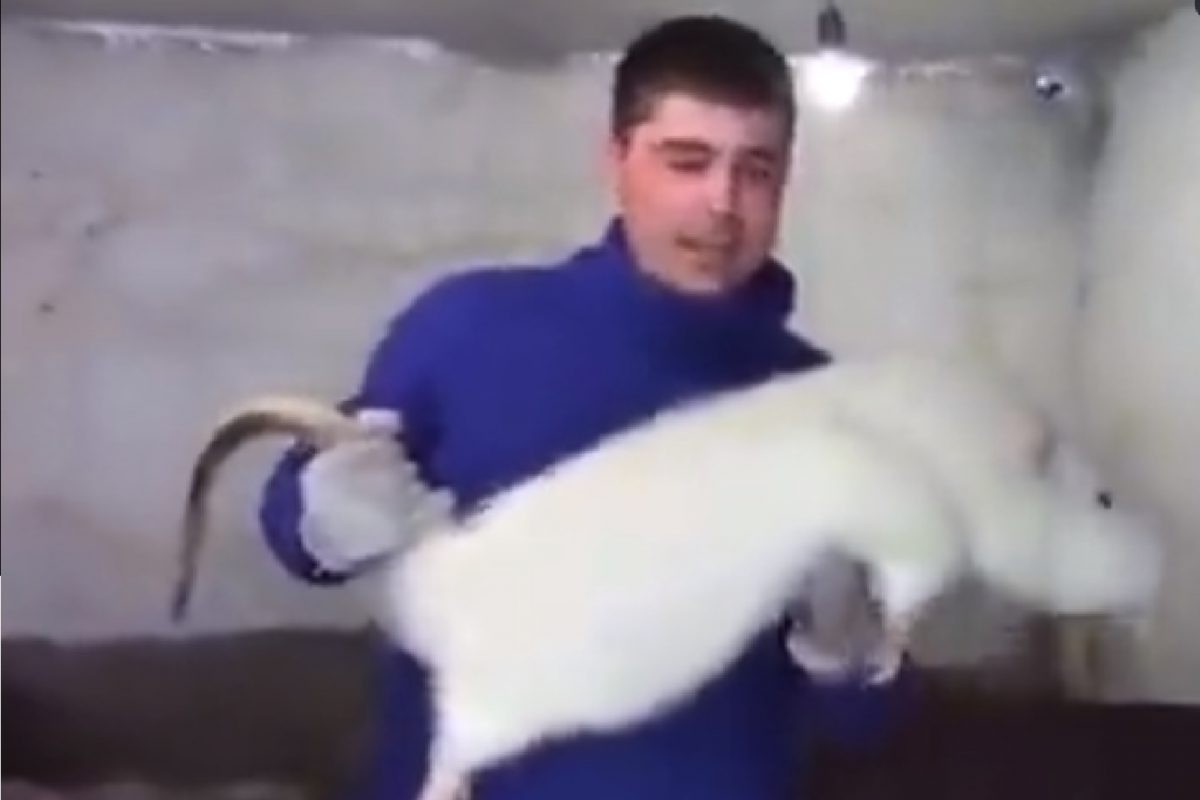 सर्वात मोठा उंदीर.