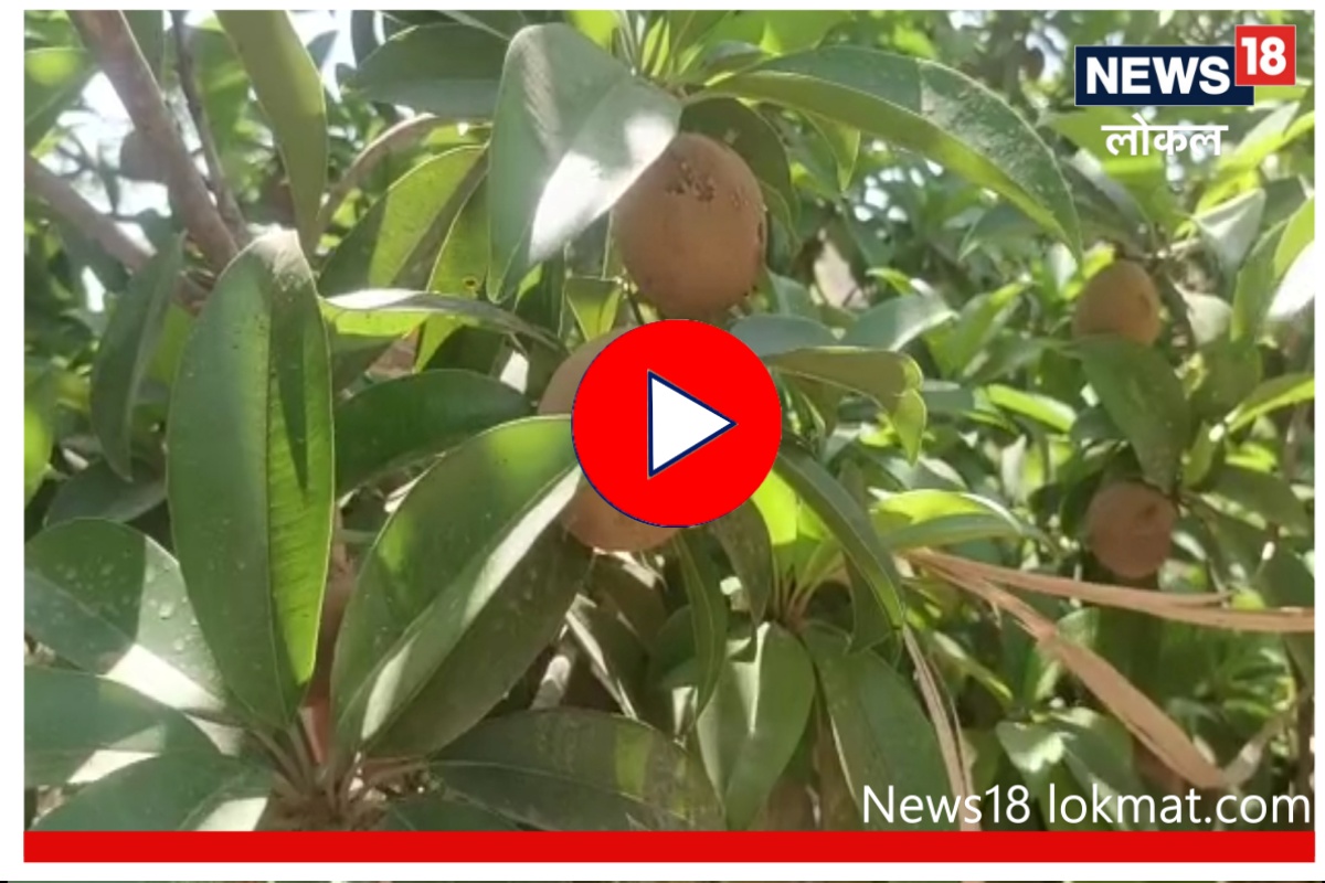 Sangli News : शेतकऱ्याच्या जिद्दीची कमाल, ओसाड जमिनीतून करतोय लाखोंची कमाई, पाहा Video