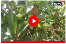 शेतकऱ्याच्या जिद्दीची कमाल, ओसाड जमीनीतून करतोय लाखोंची कमाई, पाहा Video