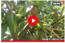 शेतकऱ्याच्या जिद्दीची कमाल, ओसाड जमीनीतून करतोय लाखोंची कमाई, पाहा Video शेतकऱ्याच्या जिद्दीची कमाल, ओसाड जमीनीतून करतोय लाखोंची कमाई, पाहा Video