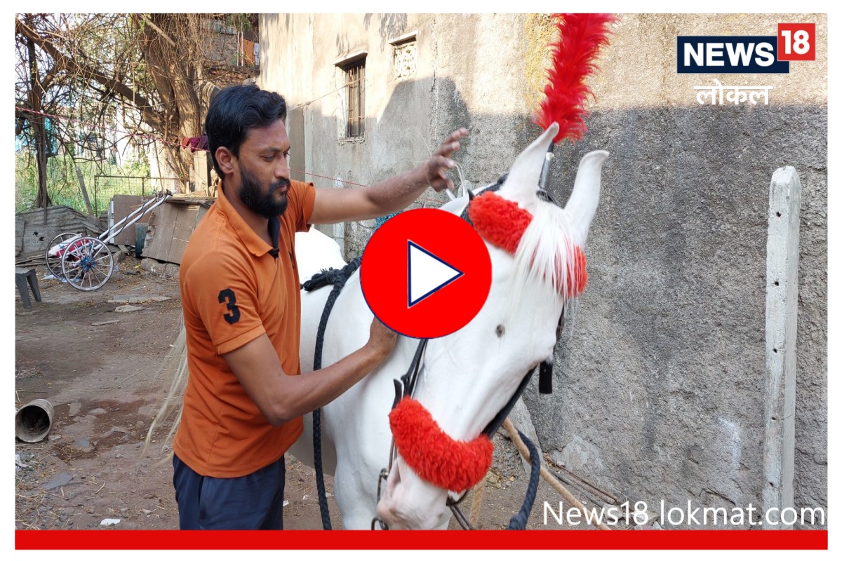 Sangli News : कारपेक्षाही जास्त आहे 'या' घोड्याची किंमत, पैलावानाप्रमाणे घेतली जाते खुराकाची काळजी, Video