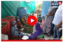सीताफळांच्या जिल्ह्यात झाडांना धोका, पाहा का निर्माण झाली परिस्थिती? Video