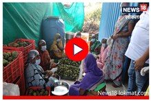 सीताफळांच्या कोठारात झाडांना धोका, पाहा का निर्माण झाली परिस्थिती? Video