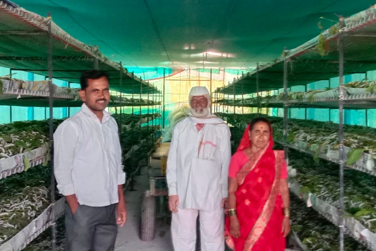 रेशीम शेतीनं बदललं शेतकऱ्याचं नशीब, एका एकरात कमावतोय तब्बल 6 लाख!