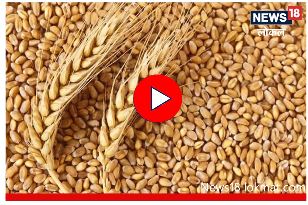 Success Story : सेंद्रीय पद्धतीची कमाल, सोलापूरच्या शेतकऱ्यानं घेतलं गव्हाचं विक्रमी उत्पादन, Video