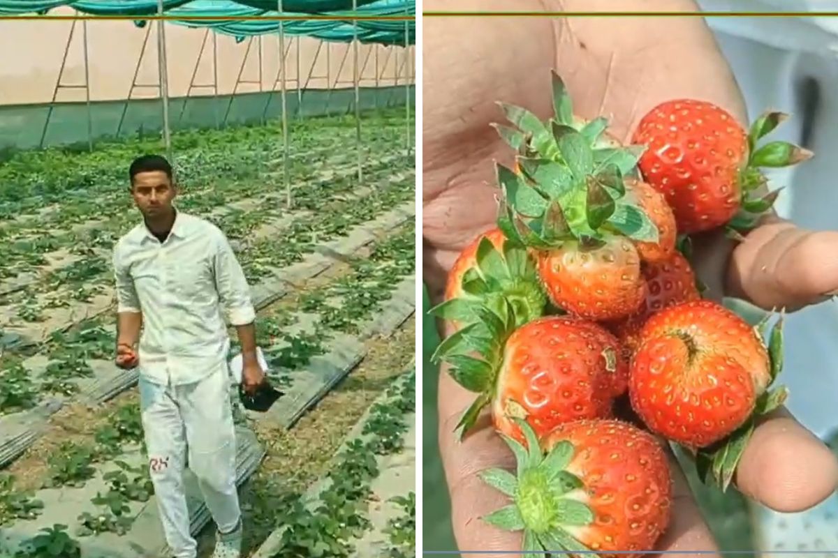 30 लाखांचं पॅकेज सोडून सुरू केली स्ट्रॉबेरीची शेती, आता तरुणाची होतेय बम्पर कमाई!
