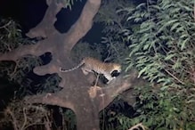 बिबट्या दररोज शेतात येऊन करतो काय? शेतकऱ्याने CCTV पाहताच बसला धक्का