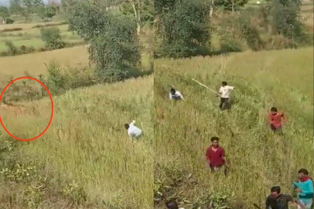 भंडाऱ्यात शेतात घुसला वाघ.