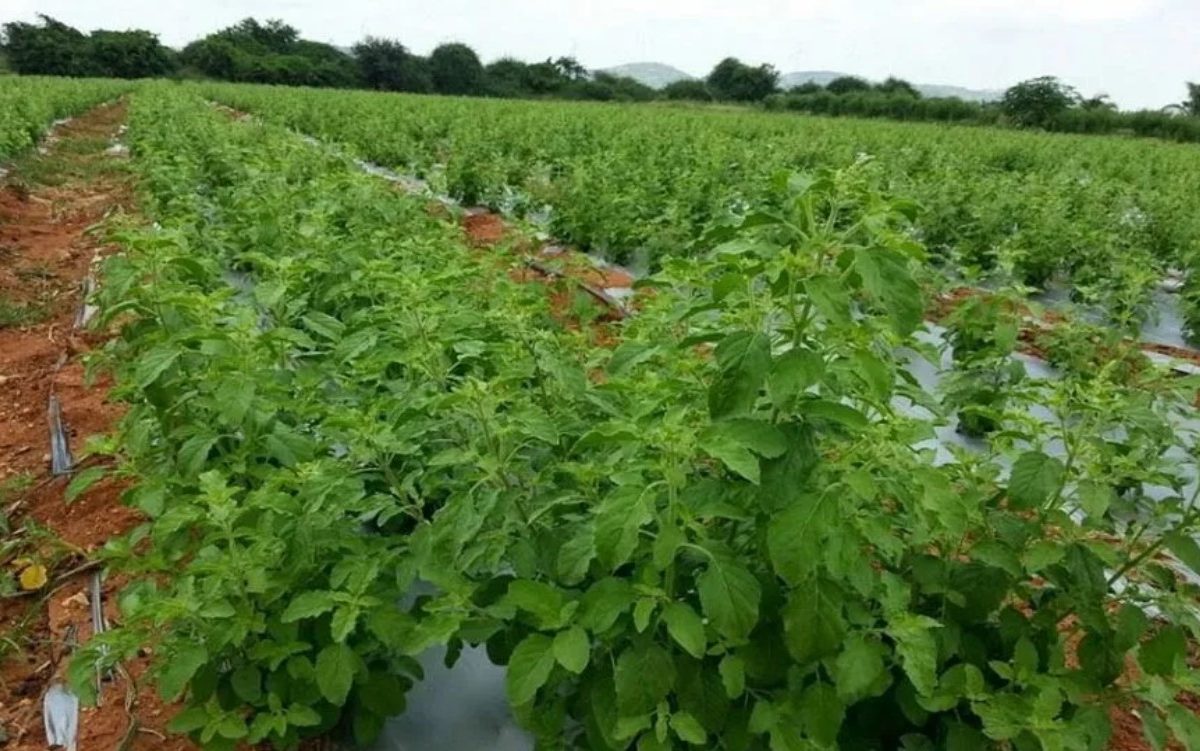 Tulsi Farming Business : तुळसची शेती करा अन् 90 दिवसांत 3 लाख कमवा; गुंतवणूक फक्त 15 हजार रुपये