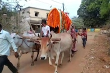 महागडी कार नाही, तर चक्क बैलगाडीवरुन काढली लग्नाची वरात