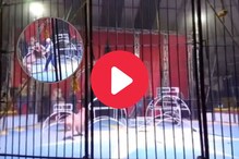 सर्कसमधील संतप्त सिंहाने ट्रेनरवरच केला हल्ला, धक्कादायक घटना कॅमेऱ्यात कैद