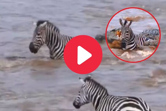 व्हायरल व्हिडीओ