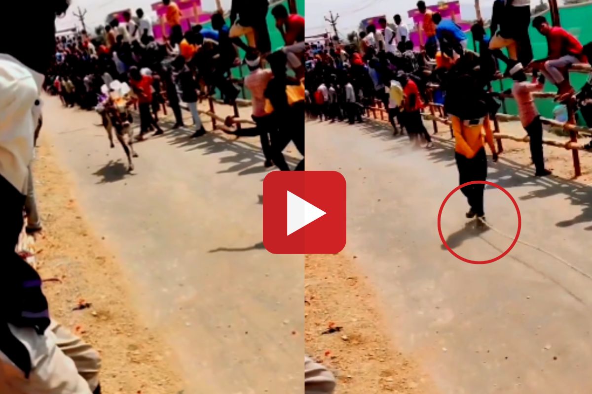 व्हायरल व्हिडीओ