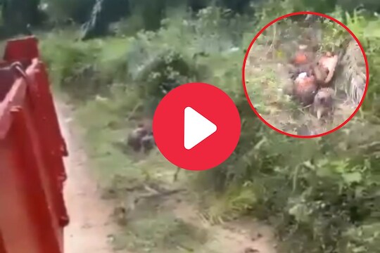 व्हायरल व्हिडीओ