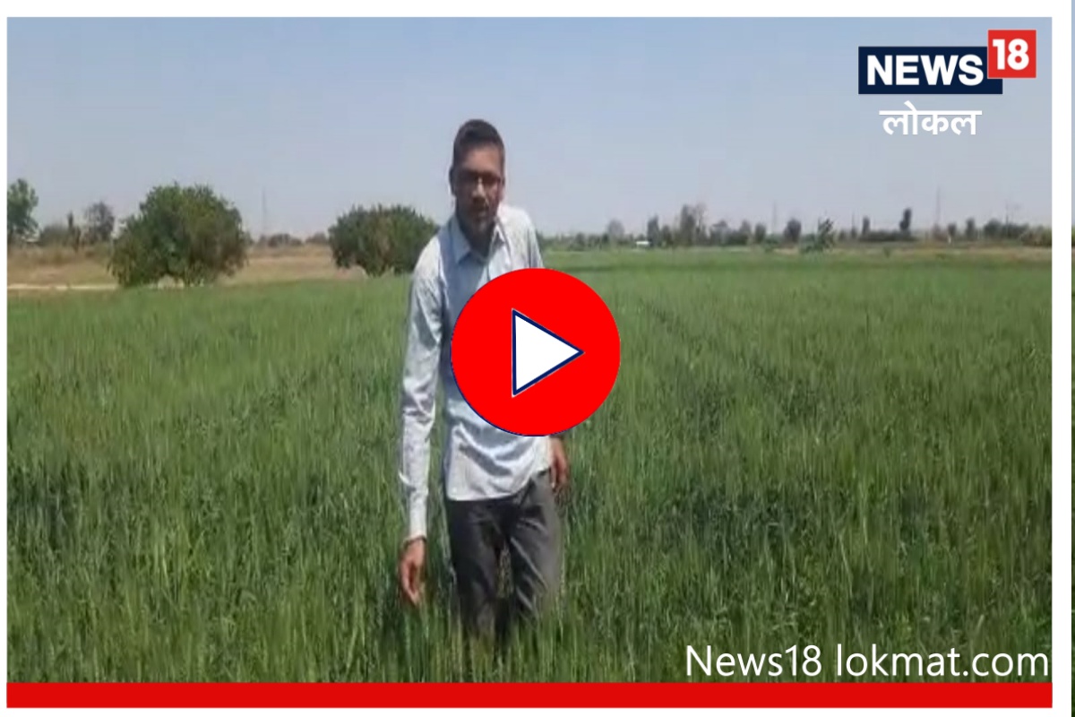 70 रु. किलो, वर्धा जिल्ह्यातील शेतकऱ्याने पिकवला काळा गहू; साधा गहू अन् यात काय आहे फरक?